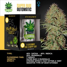 IGROWCAN - Super Bud Auto
